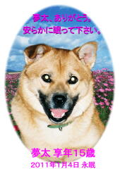 夢太ちゃんのメモリアル写真　ペット葬儀日：２０１１年１月４日　茨城県よりご依頼